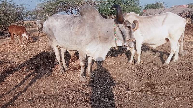 ભરત વેચવાનો છે