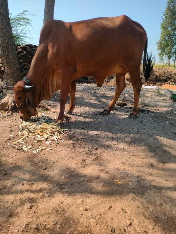 ગાય વેચવાની છે.