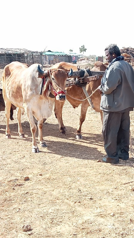 ઘોઘલા