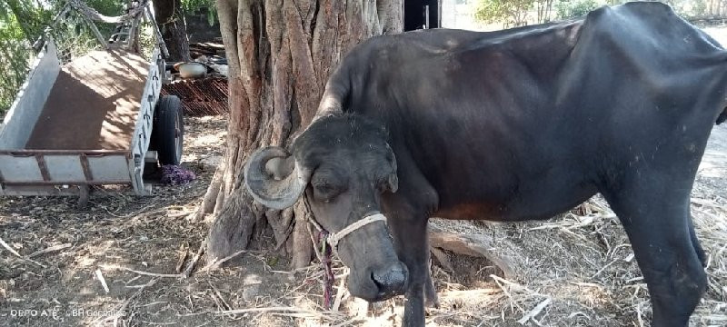 ખડેલું