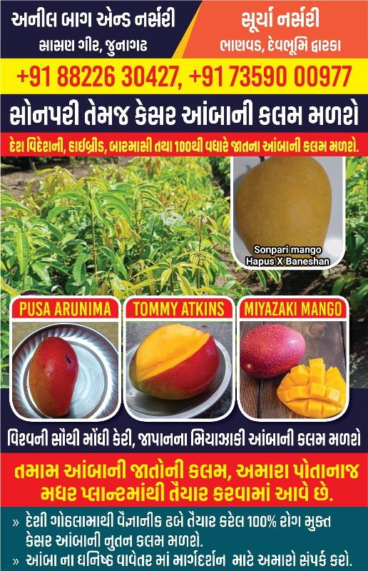 સોનપરી અને કેસર...