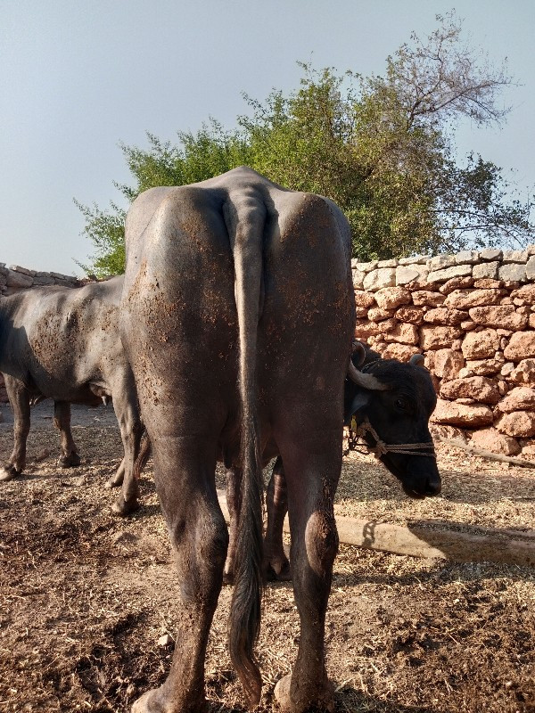 ચેતરીયા નરેશ