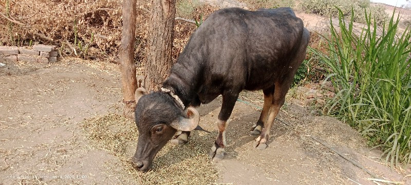 આ ખડેલ વેશવા ની