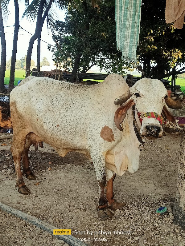 લીલડી ગાય વેચવા...