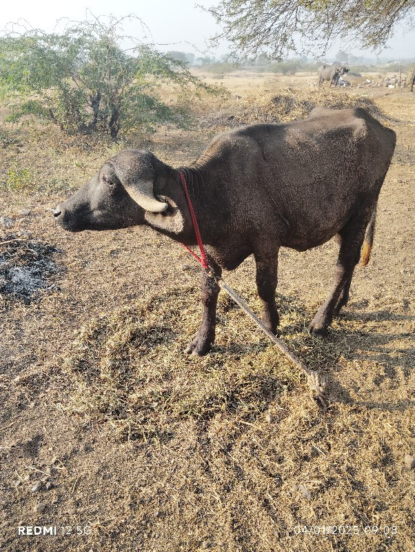 બે પડી વેચવાની...