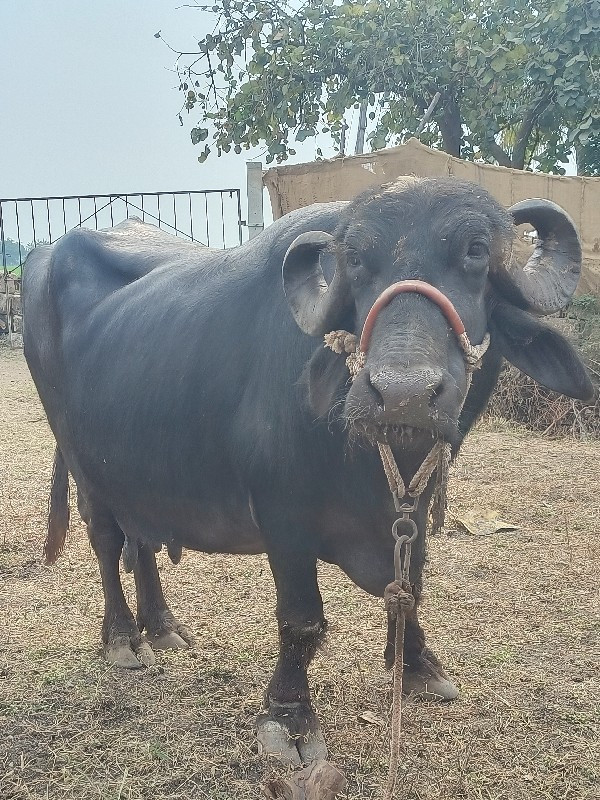 ભેંસ વેચવાની છે