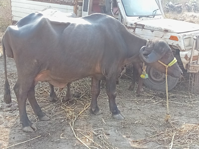 ખળેલી વેચવાની છ...