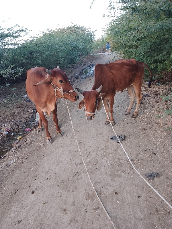 ગોદલા વેચવાના છ...