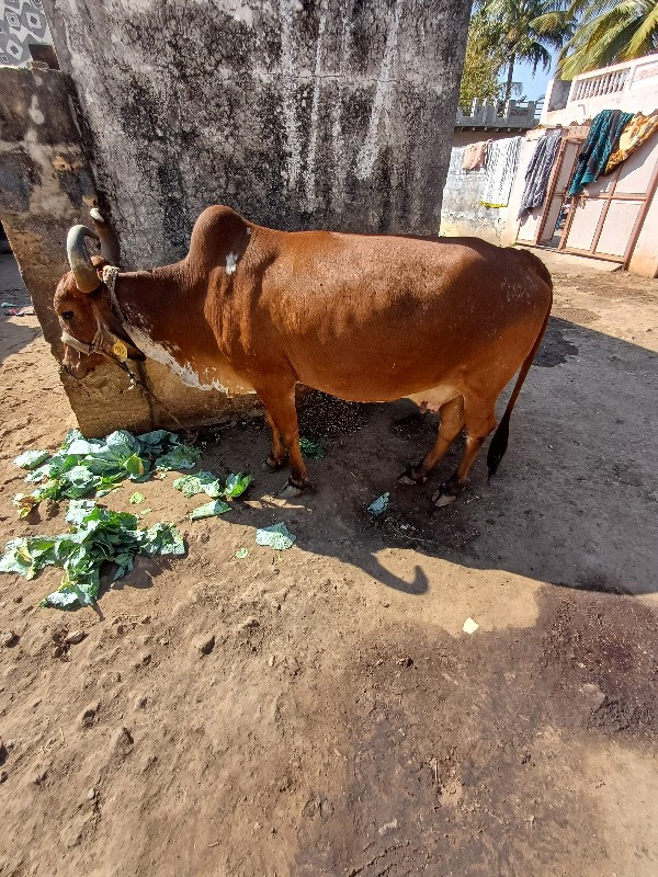 ગાય વેશવાની છે