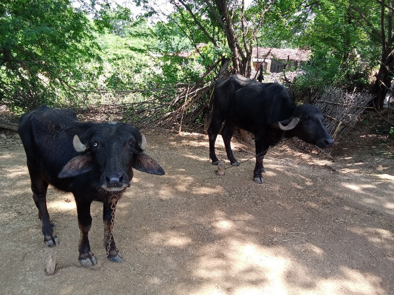 2 ખડેલી વેચવાની...