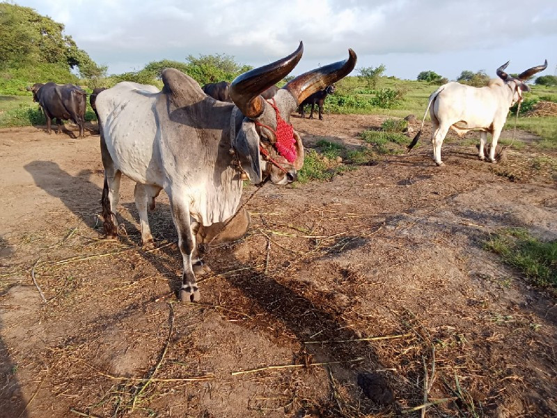 બળદ વેચવાના છે