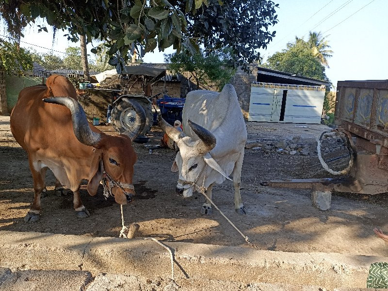 બળદ વેચવા ના છે