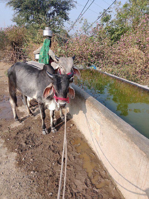 17000 રૂપિયા કિ...