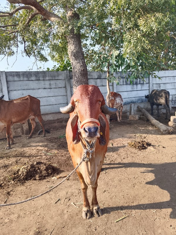 ગીર ગાય વેચવાની...