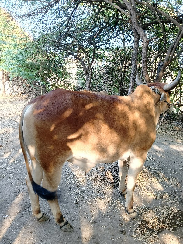 આવા ચડો વેચાવ