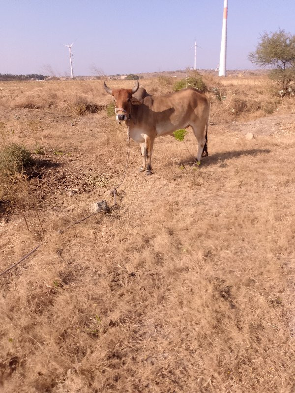 ચાલુછે