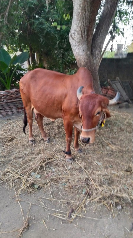 ગાય 🐮🐄 વેચવાની...