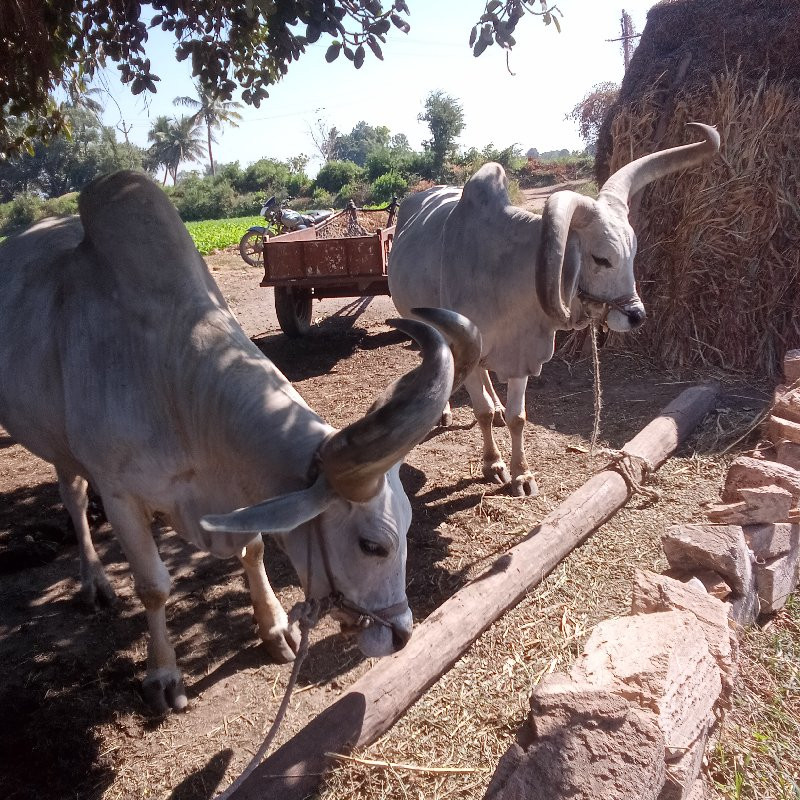 બળદ વેસવાનોસે જ...