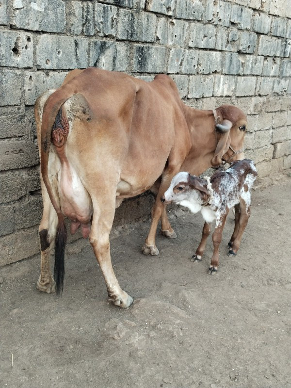 ગાય વેચવાની ગીર...