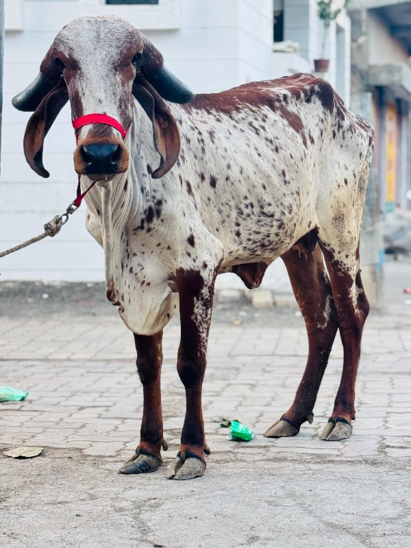 વાછડી વેચવાની છ...