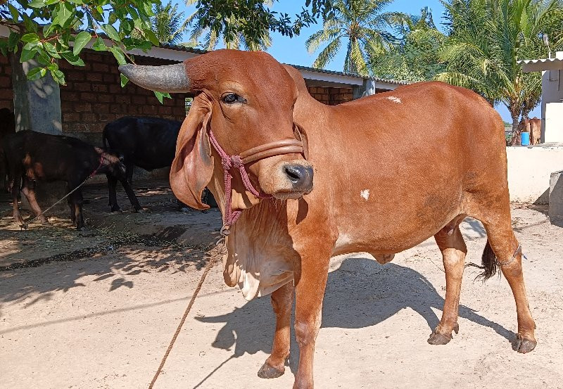 હોડકી વેચવાની છ...