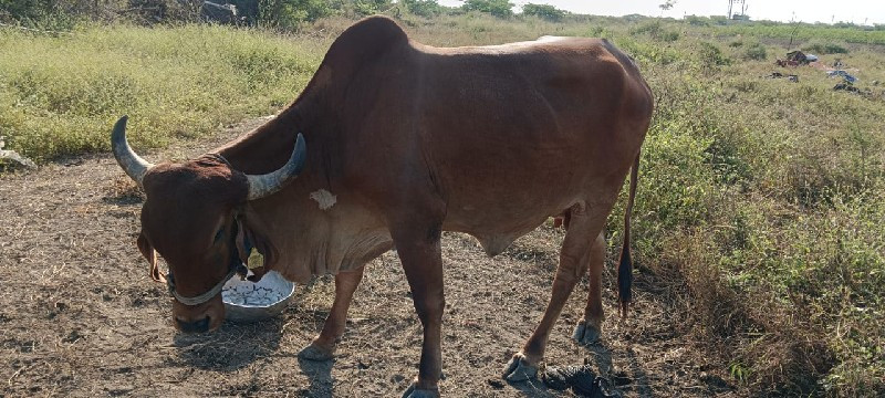 ગાય વેચવાની છે