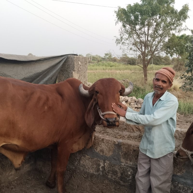 જેન્તી ભાઈ ગજેર...