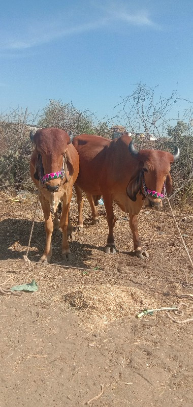 ગોઢલા