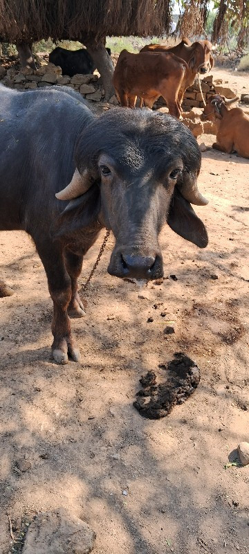 પાડો