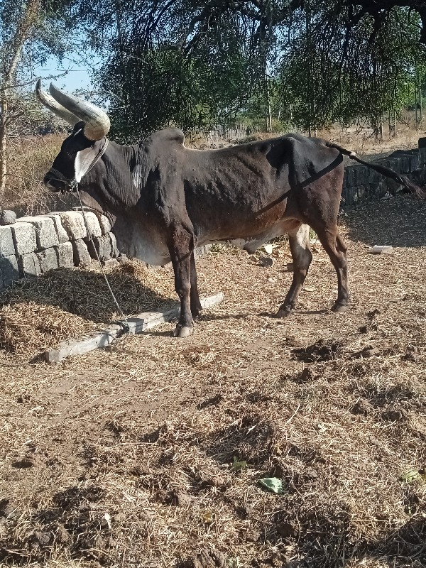 બળદ


બળદ