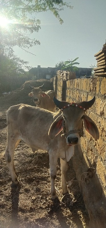 ગોઢલા વેચવાના છ...