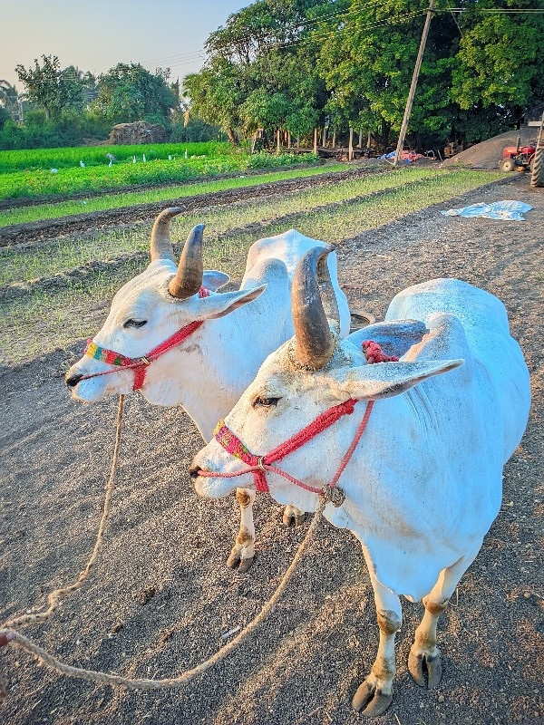 ગોઢલા  વેચવાના...