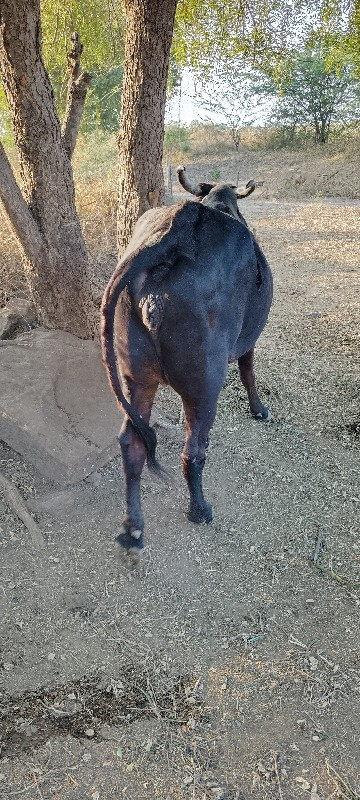 ગાય