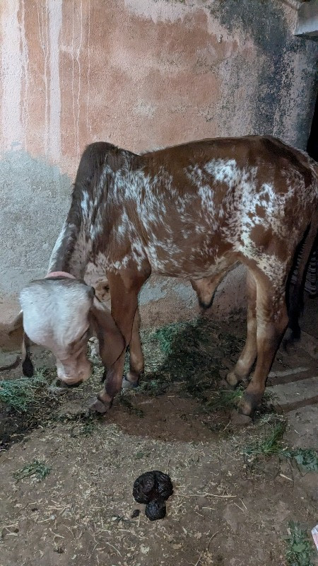 વાછરડો વેચવાનો...