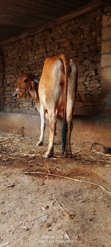 ગીર ગાય વેચવાની...