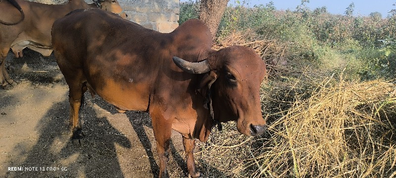 ગીર ગાય વેસવા ન...