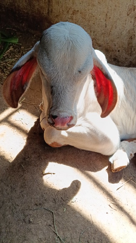 લિલડીગાયવેશવાની...