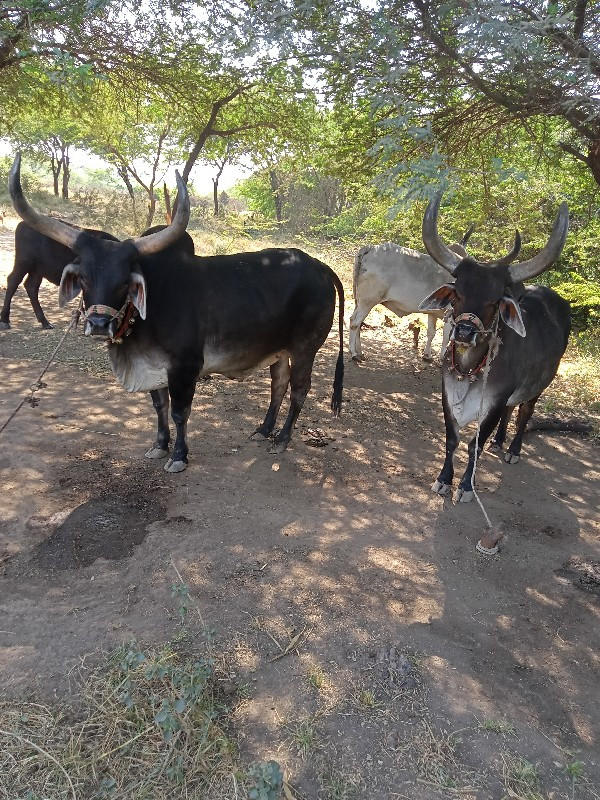 ગોઢલા વેચવાના છ...