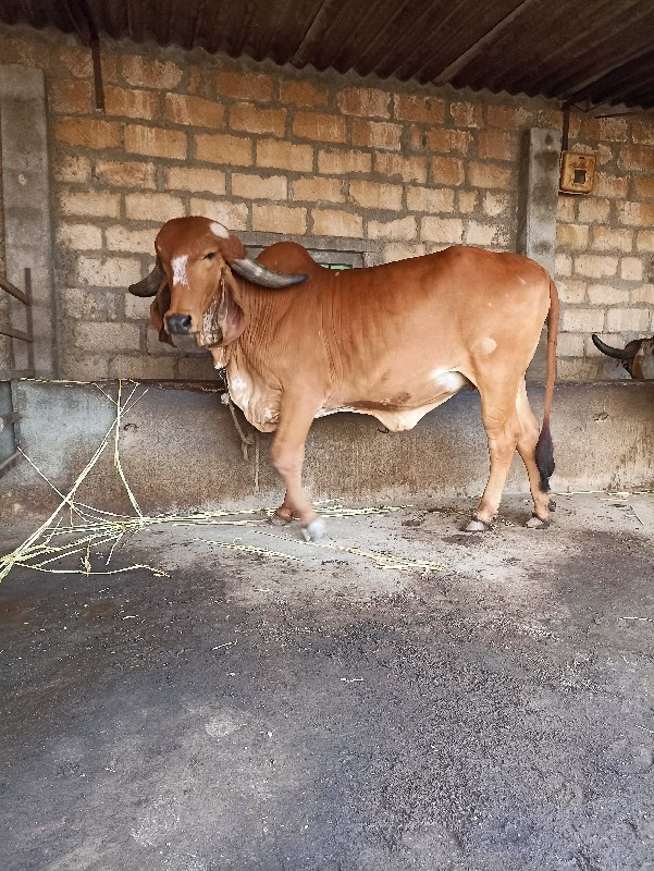 ગાય વેચવાની છે