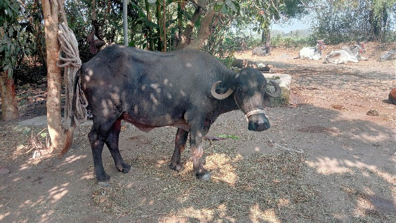 ભેસ વેચવાનિ છે