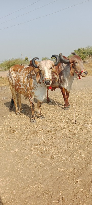 બળદ