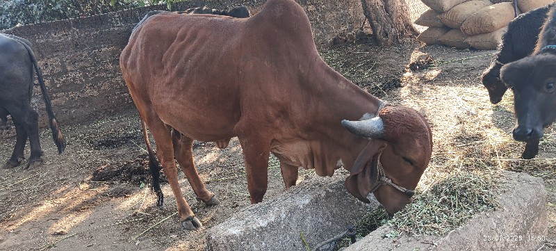 ગાય વેચવાની છે