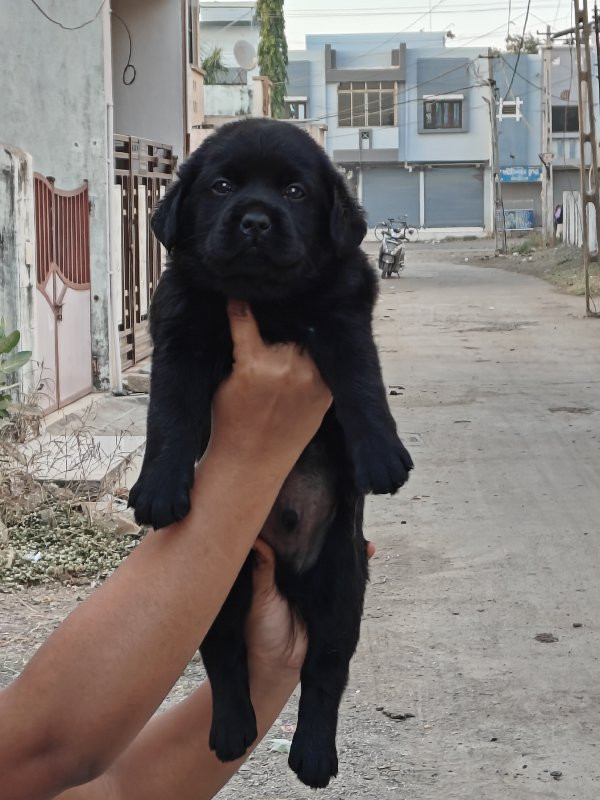 Labrador black