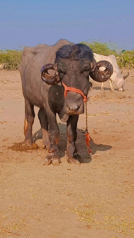 કરેલી વેચવાની છ...