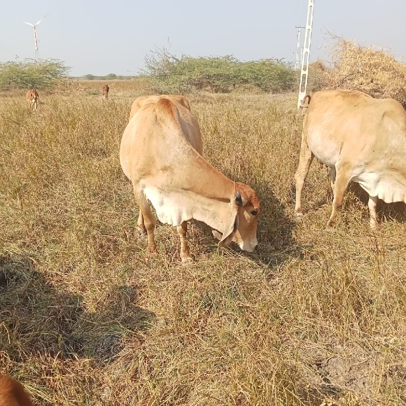 ગાય વેચવાની છે