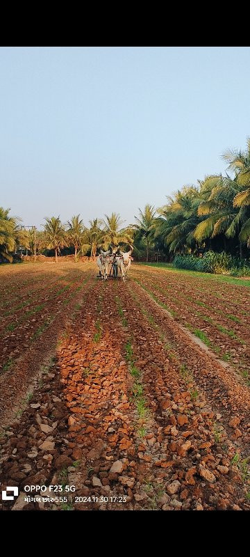 બળદ વેશ વા ના સ...