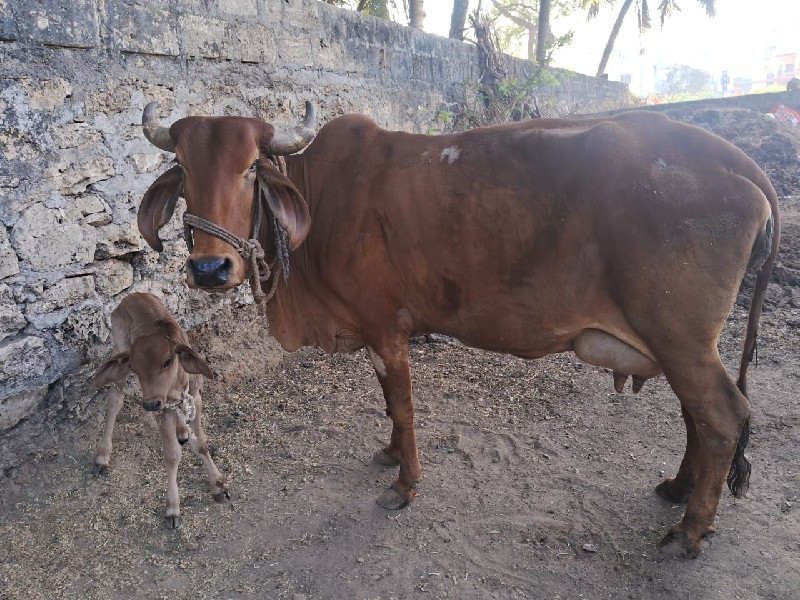 ગાય વેચવાની છે