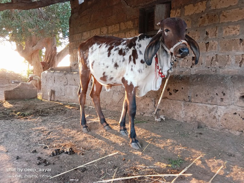 વાસડી વેચવાની છ...