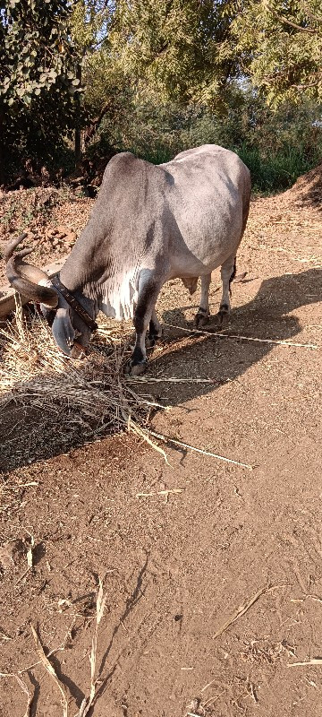 બળદ