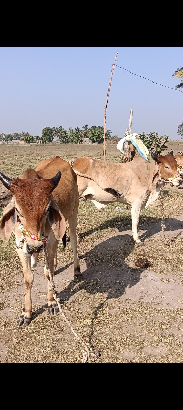 ધોધલા‌ વેચવાનાછ...